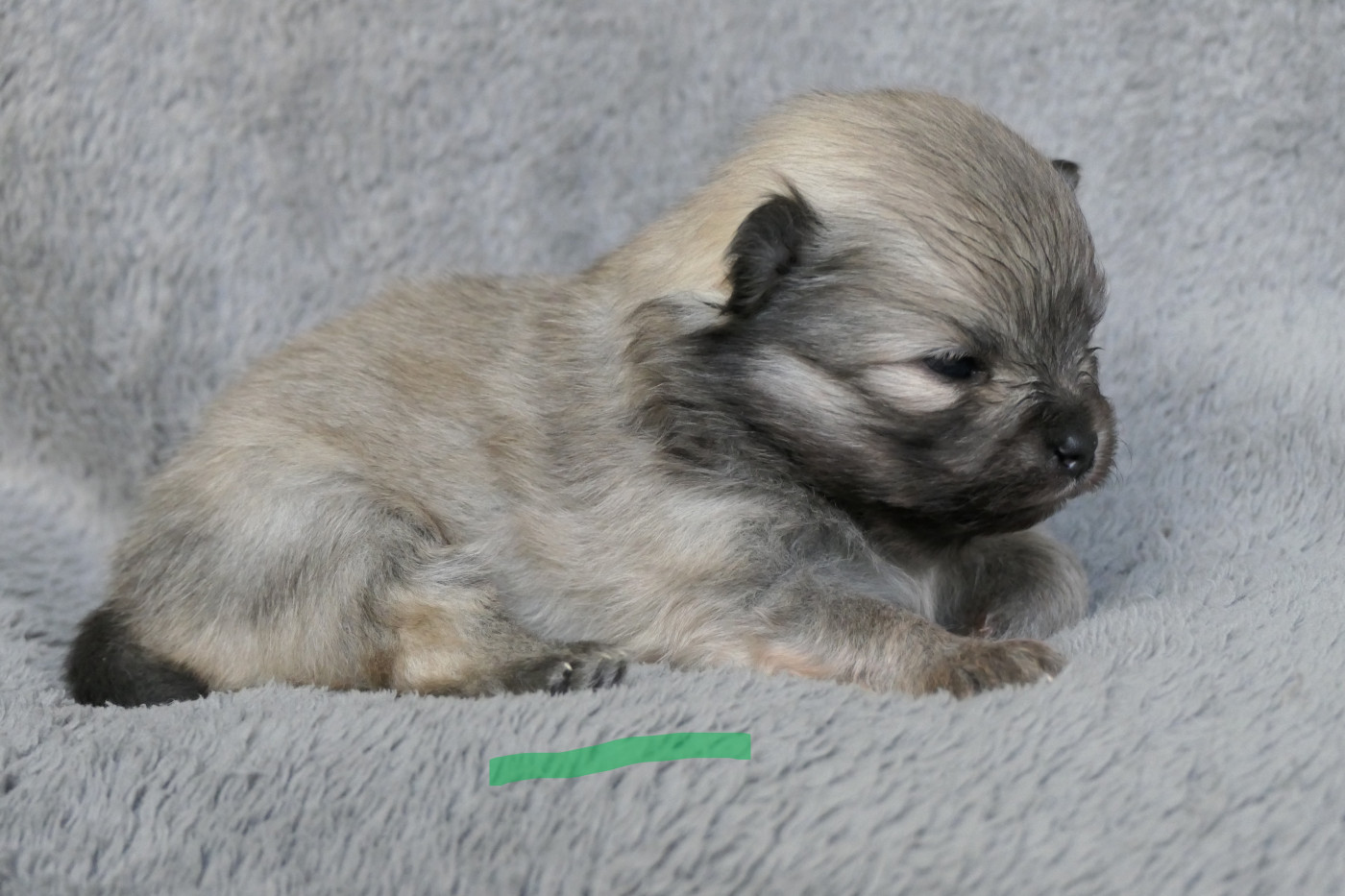 des Brimbelles - Chiots disponibles - Spitz allemand