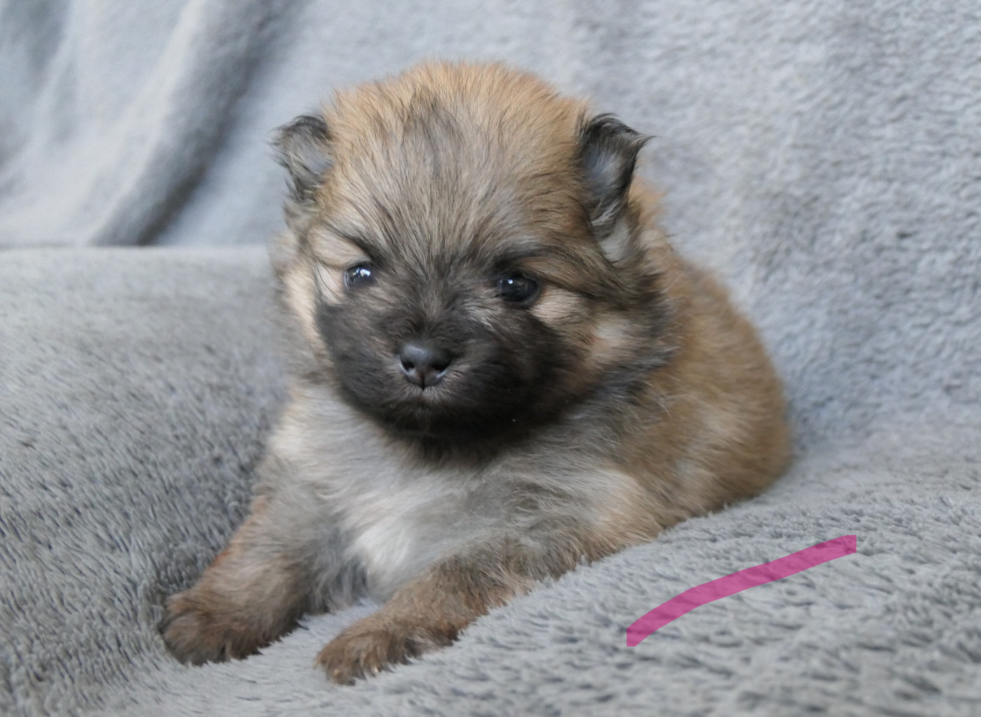 des Brimbelles - Chiots disponibles - Spitz allemand