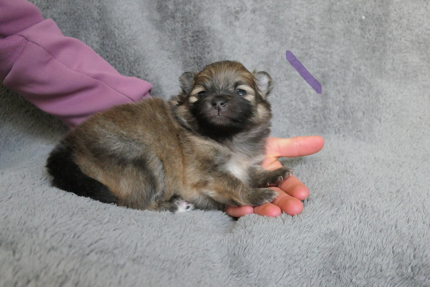 Chiot Spitz allemand des Brimbelles