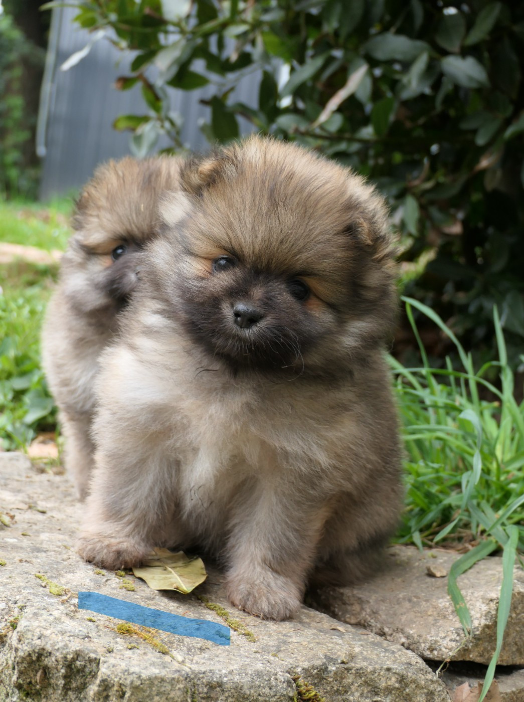 des Brimbelles - Chiots disponibles - Spitz allemand