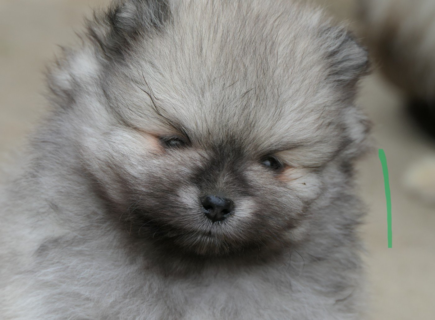 des Brimbelles - Chiots disponibles - Spitz allemand