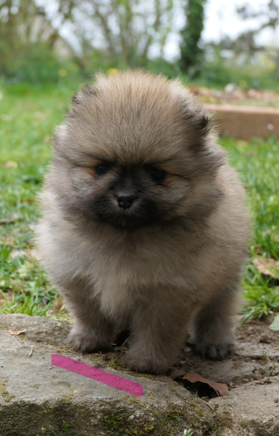 des Brimbelles - Chiots disponibles - Spitz allemand