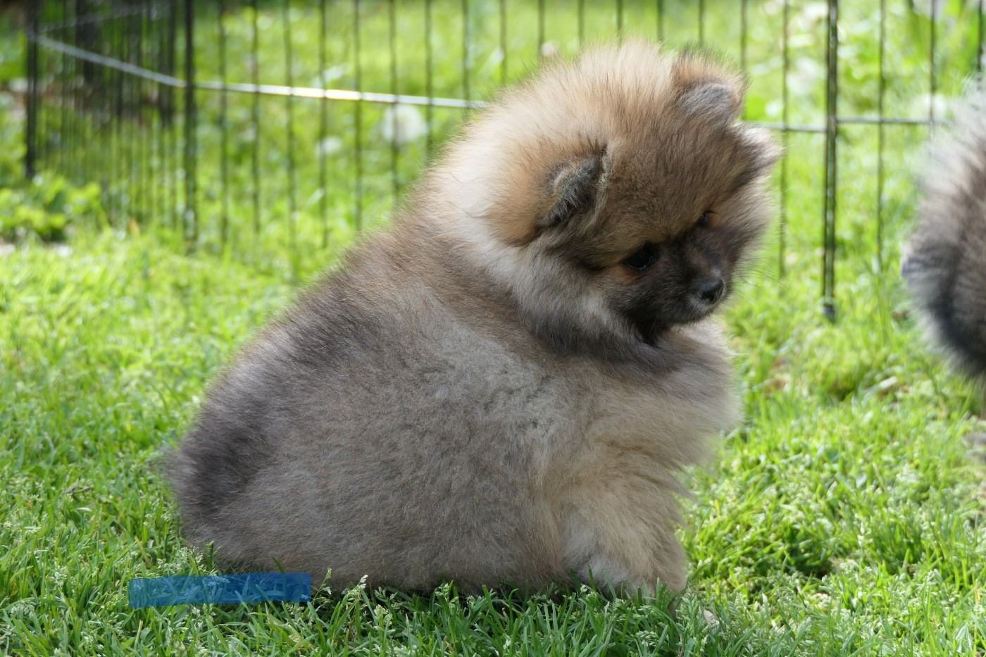 des Brimbelles - Chiots disponibles - Spitz allemand
