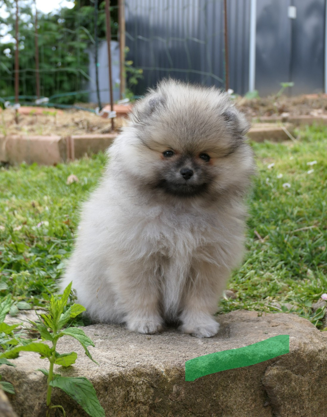 des Brimbelles - Chiots disponibles - Spitz allemand