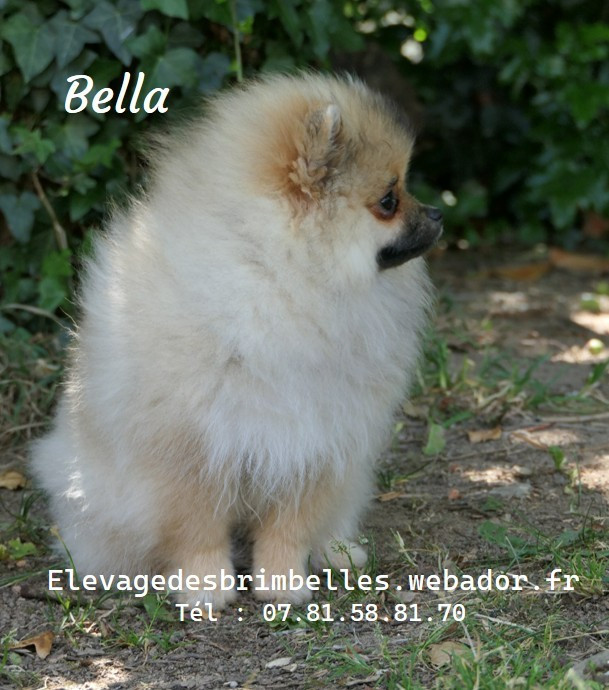 des Brimbelles - Chiots disponibles - Spitz allemand