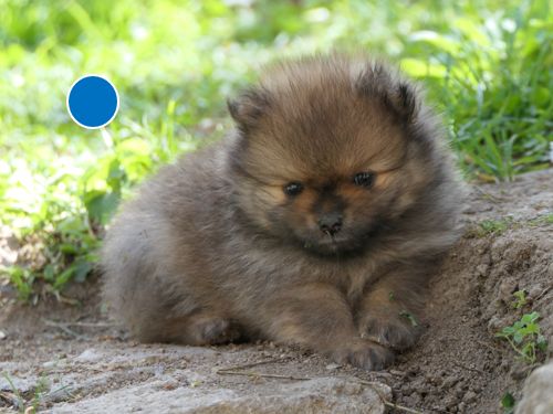 des Brimbelles - Chiots disponibles - Spitz allemand