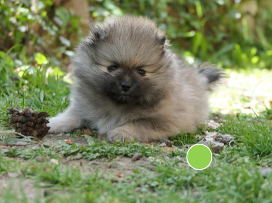 des Brimbelles - Chiots disponibles - Spitz allemand