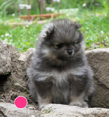 CHIOT 4