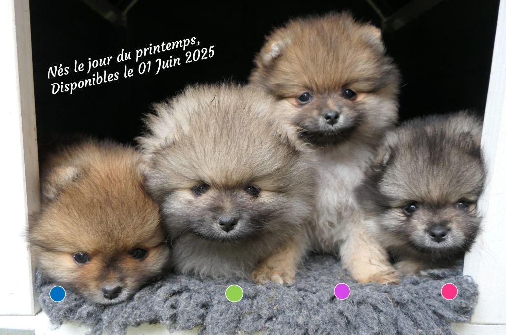 des Brimbelles - Spitz allemand - Portée née le 20/03/2025